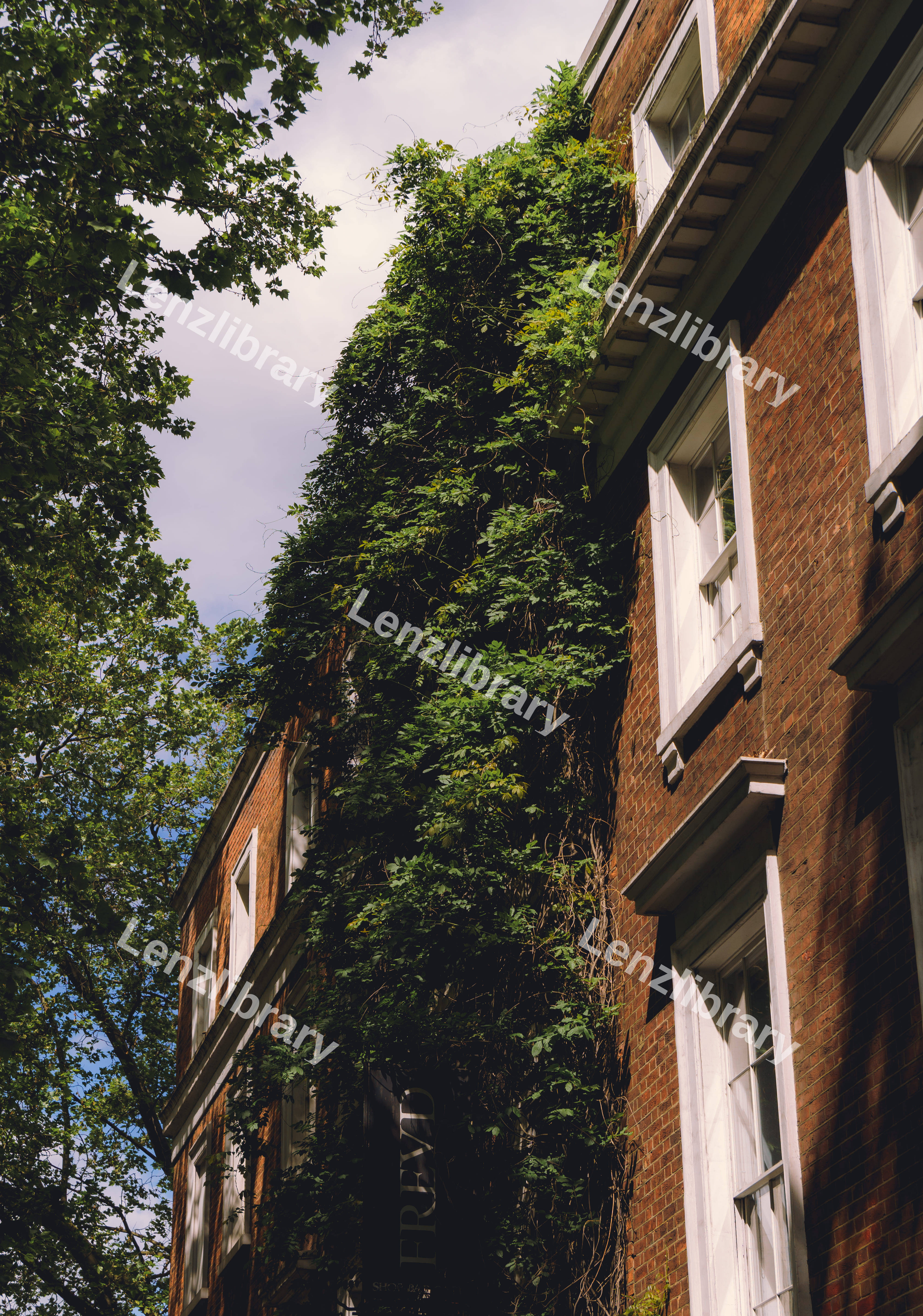 Foliage On A Building